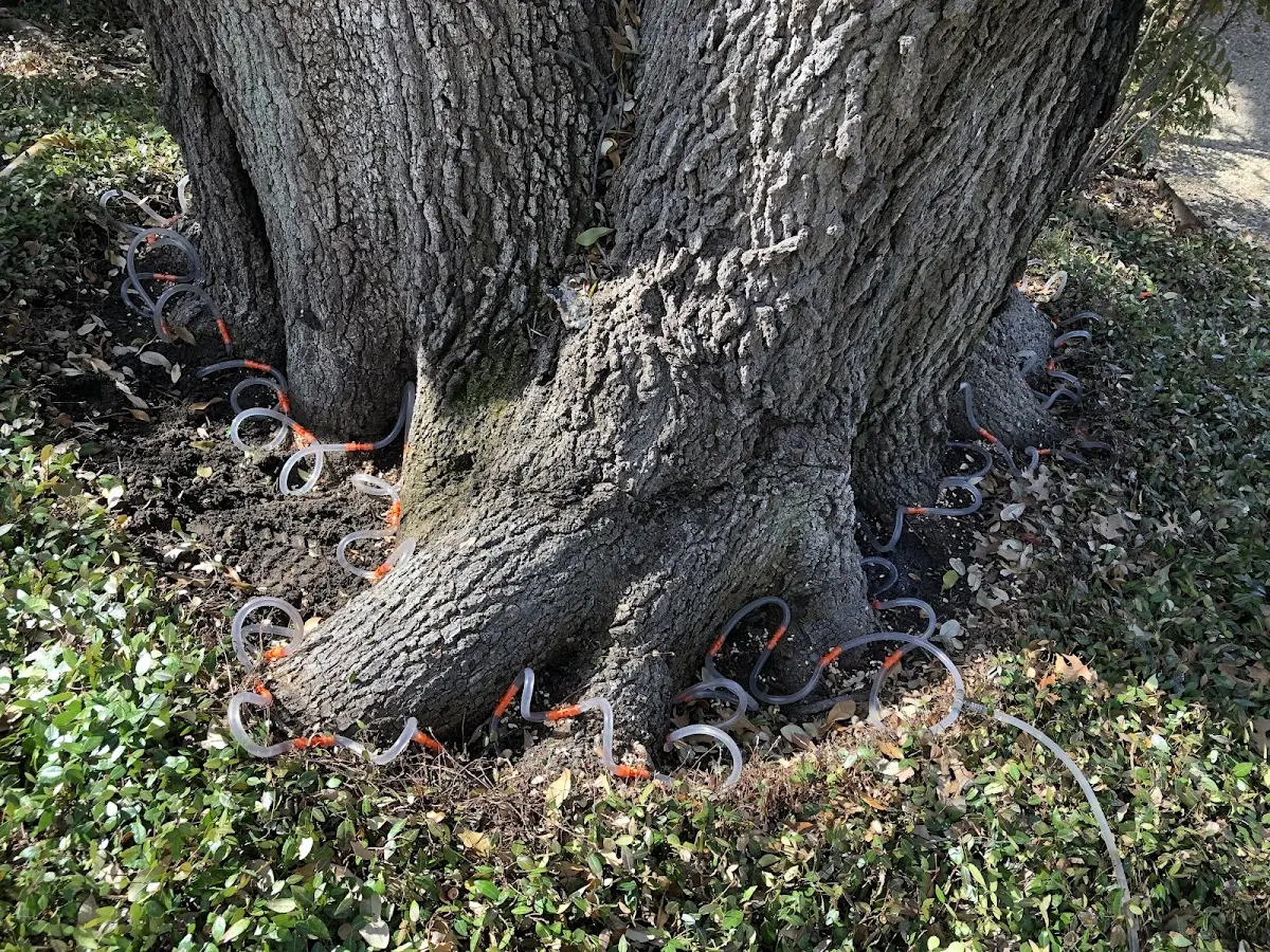 Detailed Tree Cabling and Bracing job site in Salix