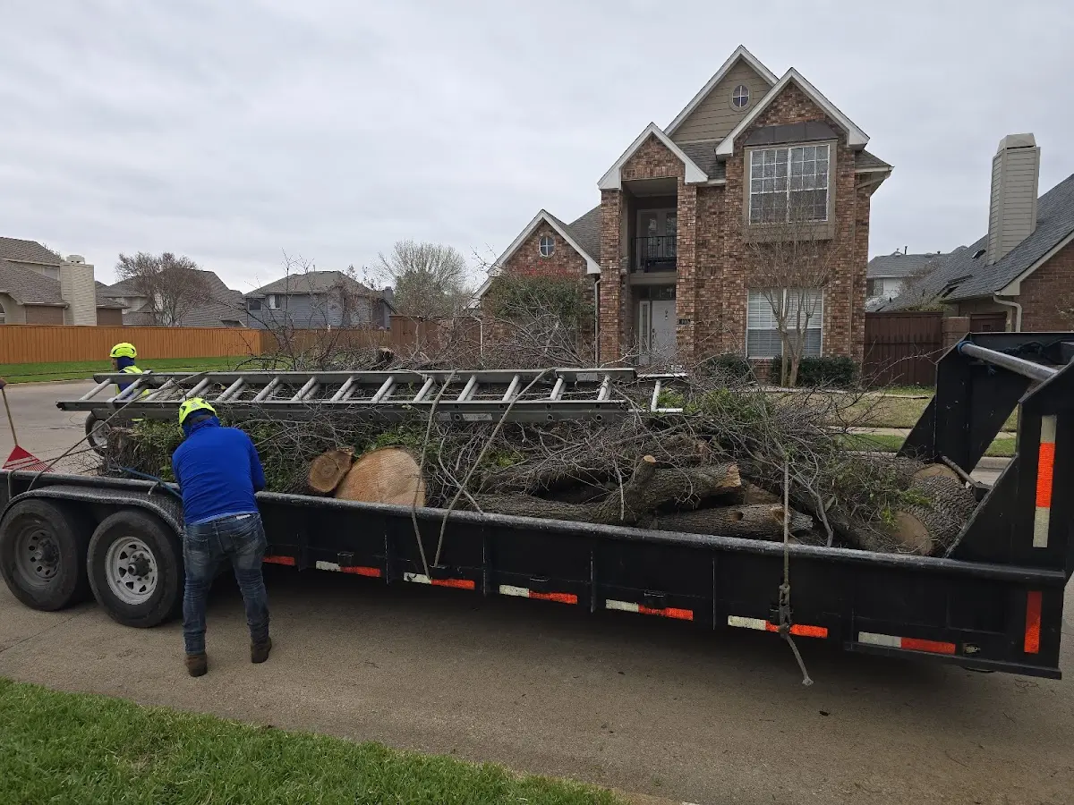 Expert Tree Pest Control with proper safety equipment in Salix
